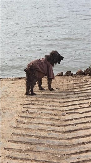 a funny dog #dog #dogschool #dogbreed #dogs #dogshorts #doglife