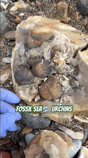 Rock breaking fossil hunting surprises! #fossilhunter#beachfinds#fossil
