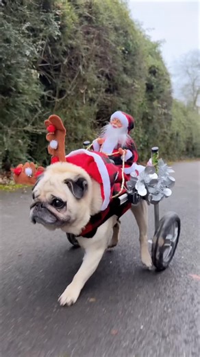 Puggy Smalls & Mumma Charlie on Instagram: "Pugdolph & Santa, name a more iconic duo. 🦌🛷🎅🏻 #puggysmalls #santa #pugs #instadoggo #christmas"