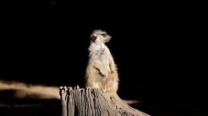 Curious, Curiosity, Observing