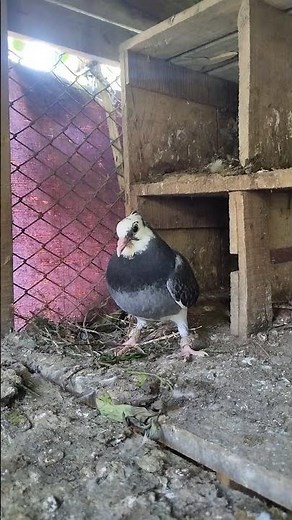 🐦🐦🐦🐦🐦🐦 #birds #kabootarba #bird #pigeon #pigeontipssubhasish #birdspecies