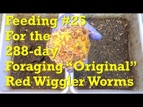 Migration seems imminent in foraging 288-day "original" red wiggler worm bins - vermicompost