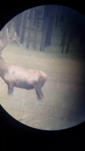 #elk #elkhunting #rutting #nophonescope #bullelk #archeryhunting