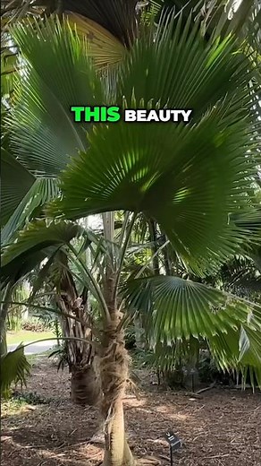 Fiji Fan Palm- a great tropical palm for your garden #fanpalm #tropicalplants #palmleaf