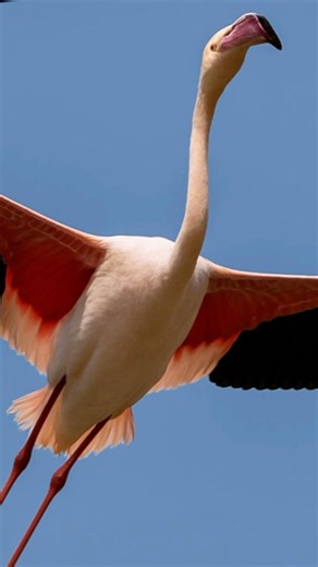 🦩 How long can a FLAMINGO live? (You'll be surprised!)