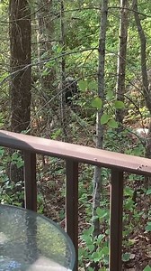 60K views · 1.2K reactions | "The bear is here! I'm located not too far from Home Depot in #Plymouth. He just walked by me!" Video by Melissa Ann. | New Bedford Guide | Facebook