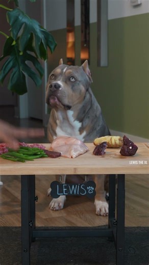 Dog Mukbang | American Bully XL Eats 🥩 only RAW Meats. | ASMR Food Drop