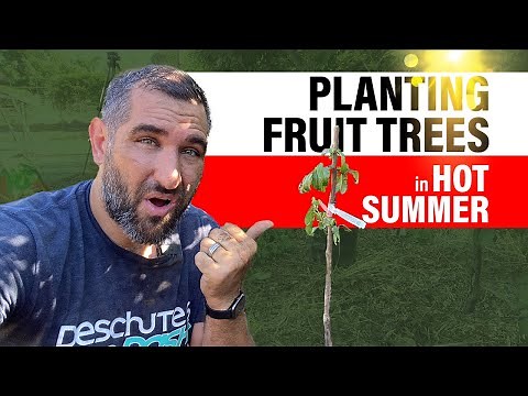 IS IT TOO HOT? Planting Trees In Summer - Should You Do It?