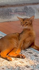 Sometimes you gotta battle a little to let go 😂 and do you see that tail stomp?! Abyssinian cats playing | Barcelona Cat