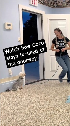 Coco demonstrates good manners and self control #puppytraining #1526