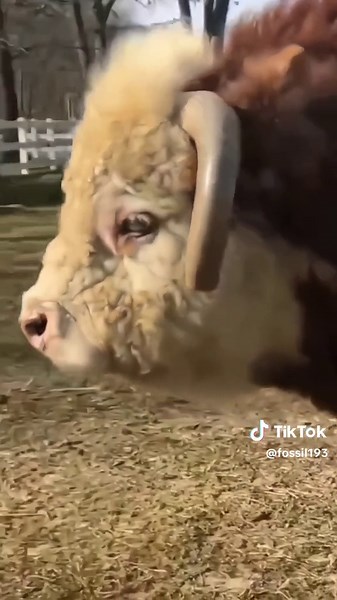 Biggest Hereford Bull in the World