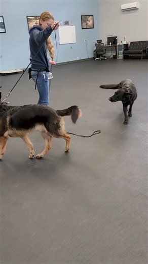 Raw socialization footage with one of our board and train dogs, a dominant yet insecure GSD with reactivity and aggression issues. Socialization is a delicate dance that often requires coaching from the handler. You will see me coaching Tim through my leash and my helper dogs verbally as they navigate through their conversations. I don't mind a little tension and some more challenging conversations from the dogs, but I want the overall tone to become more pleasant as the session goes on. Overall