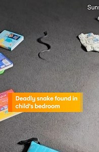 76K views · 210 reactions | A mum on the Sunshine Coast got a shock after finding a red-bellied black snake in her kid's bedroom. #snake #deadlysnake #redbelliedblacksnake #venomoussnake #snakeinbedroom #snakeinhouse #snakecatcher #sunriseon7 WATCH SUNRISE FOR MORE | @7plus ☀️ | Sunrise | Facebook