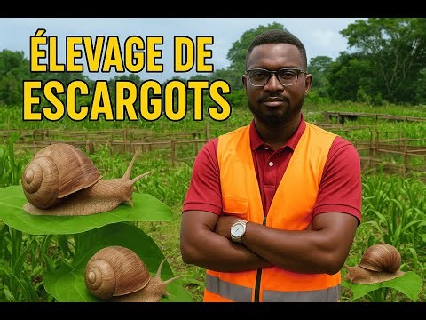 How I set up a profitable snail farm (everything nobody talks about!)