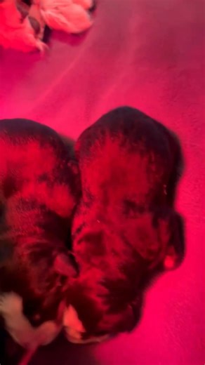 Momma Ruby | Sunset Farm Berners