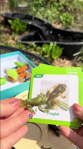 🦋 JoyCat Life Cycle Learning Toy for Kids 3-8 | Fun Preschool Science STEM Activity