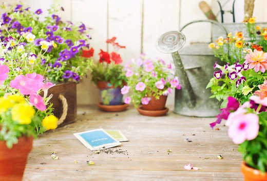 Hey, Gardeners! Here's Where to Buy Seeds for Your Spring Garden