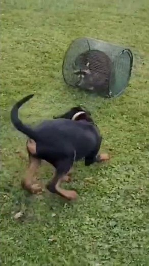 Training a Black and Tan Coonhound puppy