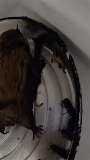 This Big Brown Bat hit an important milestone today — self-feeding for the first time. When he came in, his body score was very low. Big Browns survive winter by cycling in and out of torpor, a state where their metabolism slows dramatically. Even with torpor, they still need adequate fat reserves to make it through the cold months when insects aren’t available. Without enough body condition going into winter, bats simply can’t sustain those torpor cycles. Today’s self-feeding means he can begin