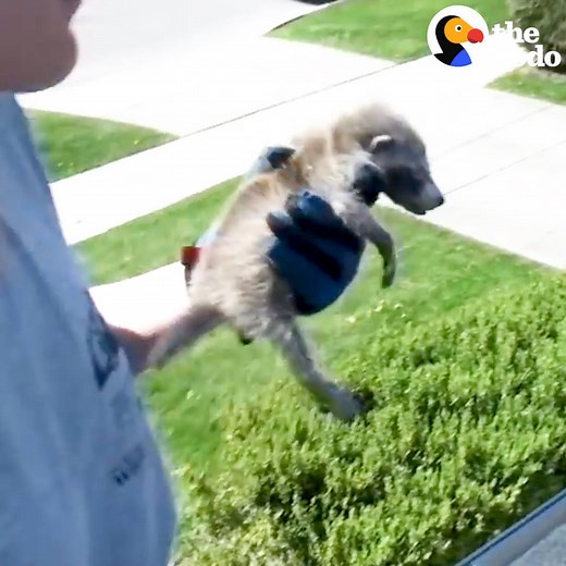 4.6M views · 39K reactions | This crying baby raccoon is about to be reunited with his mom  | The Dodo | Facebook