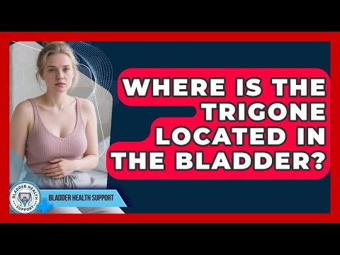 Where Is The Trigone Located In The Bladder? - Bladder Health Support