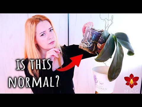 Orchid roots growing out of the pot! 😱 What to do? 🤷‍♀️ - Orchid Care for Beginners