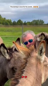 125 reactions · 8 comments | The donkey love for his owner #donkey #minidonkey #babydonkey | Animal Lovers | Facebook