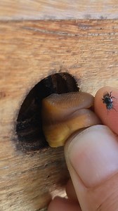 14K views · 2.6K reactions | Australian native stingless bees collecting some native bees wax Austroplebeia australis  . . . . . . . . . . . . . . . . . . . . . . . . #beekeeper #bees #australia #insectlovers #beesofinstogram | Urban Native Bees | Facebook