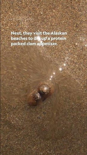 Bear Necessities: magical meadows 💐 and salmon spreads 🍣 #AmericasNationalParks