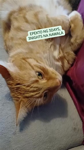 CLOSE, OPEN YOUR EYES... #fbreelstrauma #fbreelscute #fbreelscat #fbreelshighlights | Libra Waage