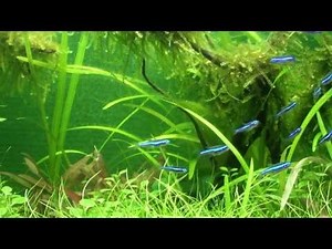 My Green Neon Tetras