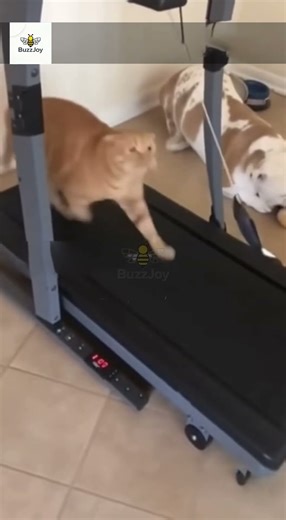 A cat is exercising on a treadmill.