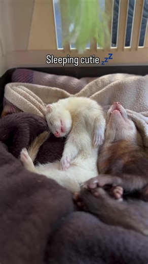 This little ferret just stole my heart 🐾 who else loves ferrets? Hashtags: #ferret #ferretsoftiktok #ferretlover #petsoftiktok #cuteferret