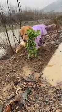 为了拨这个萝卜差一点牙都崩掉。一路上都不需要我帮手，它一定要自己叼，就是为了炫耀如果路上行人看见了夸它，它就美滋滋的#金毛