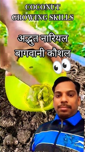 Coconut plant growing | Coconut cultivation tips 🌴🌱🥥 #shortsfeed #gardening #shortvideo