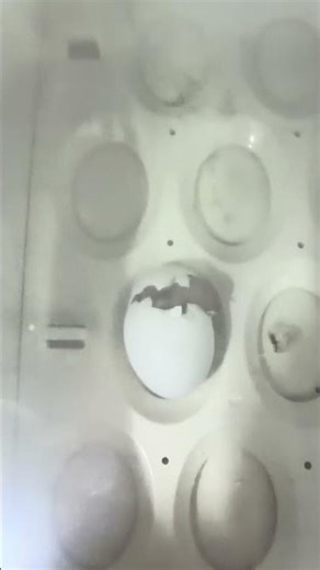 Amazon Yellow-Naped #qatar #qatardoha #parrots #amazon