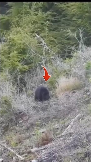 Black Bear Hunting with Gun 🔫🐻 | Alaska Survival HunterNation#HuntingVideo#HuntUSA