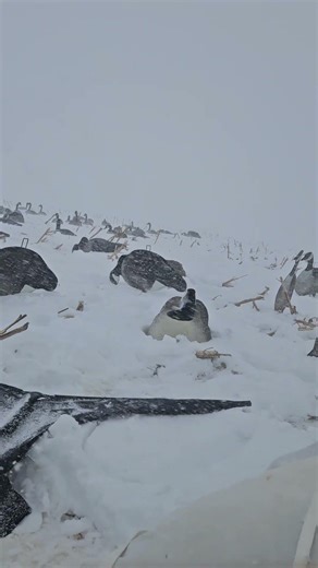 Snow storm anyone😂 #goosehunting #goosehunt #fieldhunting