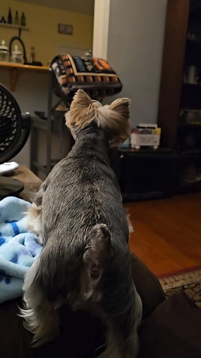 I was very upset 😬😬 #yorkie #dog #dogsoffacebook | MrThunder Wink Holley