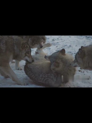 Forest Echo| Tiny Pup, Giant Howl in Minnesota’s Wild