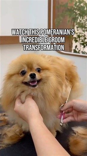 Pomeranian Groom Transformation 🐾✂️