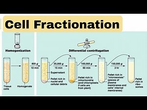 cell fractionation