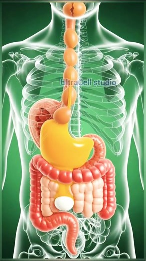 Egg 3d animation shorts #digestivesystem #shorts