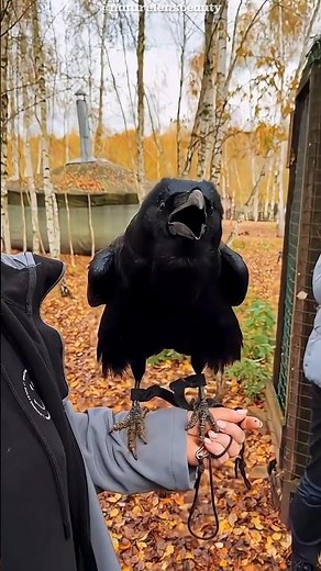 Talking Raven: The Bird That Sounds Exactly Like Humans! #shorts