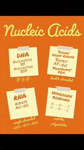 Biomolecules Class 12 Chemistry CBSE