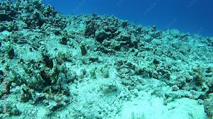 Fish around the coral reefs of Hawaii, United States of America, Pacific Ocean, North America
