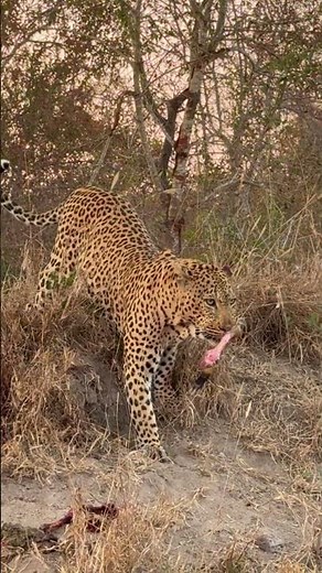 Maxim's Male Leopard Feeds on Nyala Kill in Tamboti Tree! #shorts