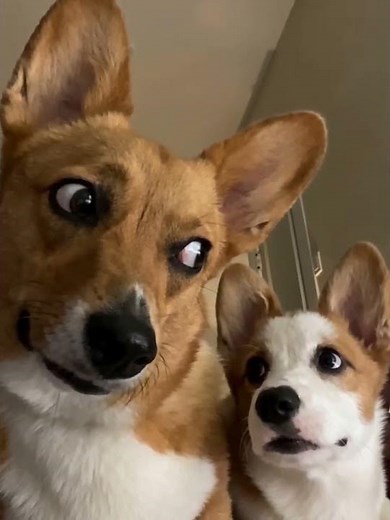 My Corgis Thought I Was Asleep… Then I Heard This 😂