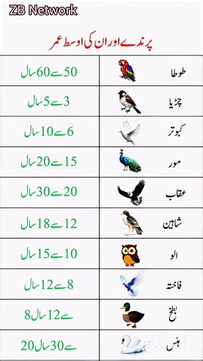Average Lifespan of Beautiful Birds – Learn How Long Parrots, Eagles & Other Birds Live"