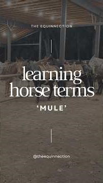 Learning Horse Terms Day 23: “Mule” 🫏🐎